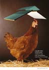 Werbeposter – Huhn