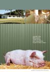 Werbeposter – Schwein